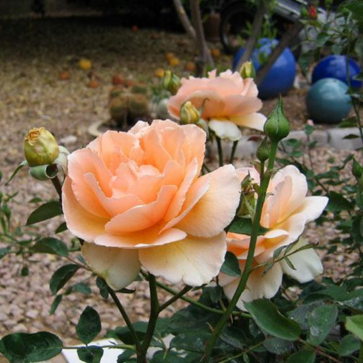 Just Joey Rose Bush Flower Seeds, 30 seeds