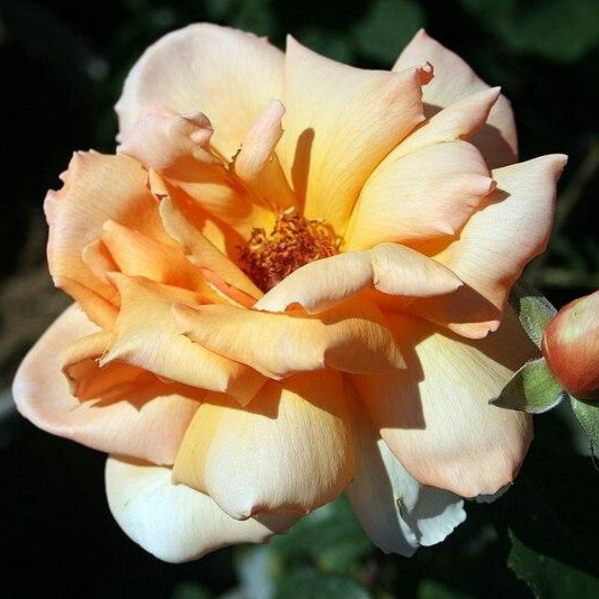 Just Joey Rose Bush Flower Seeds, 30 seeds