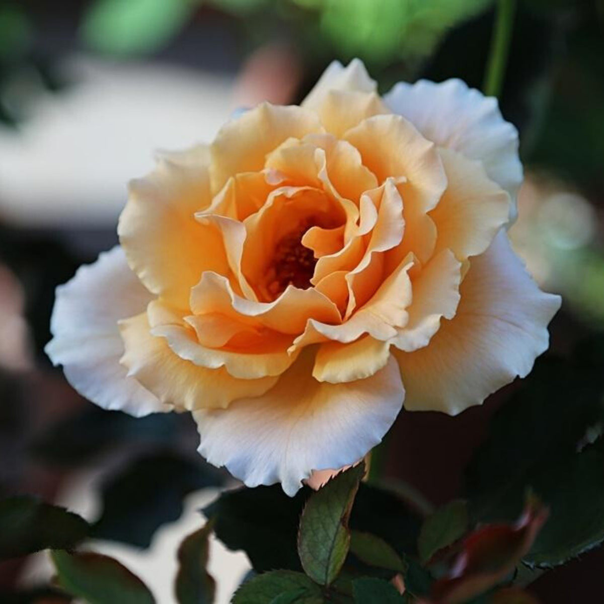 Just Joey Rose Bush Flower Seeds, 30 seeds