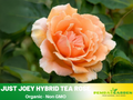 30 Seeds| Just Joey Rose Bush Flower Seeds #1048