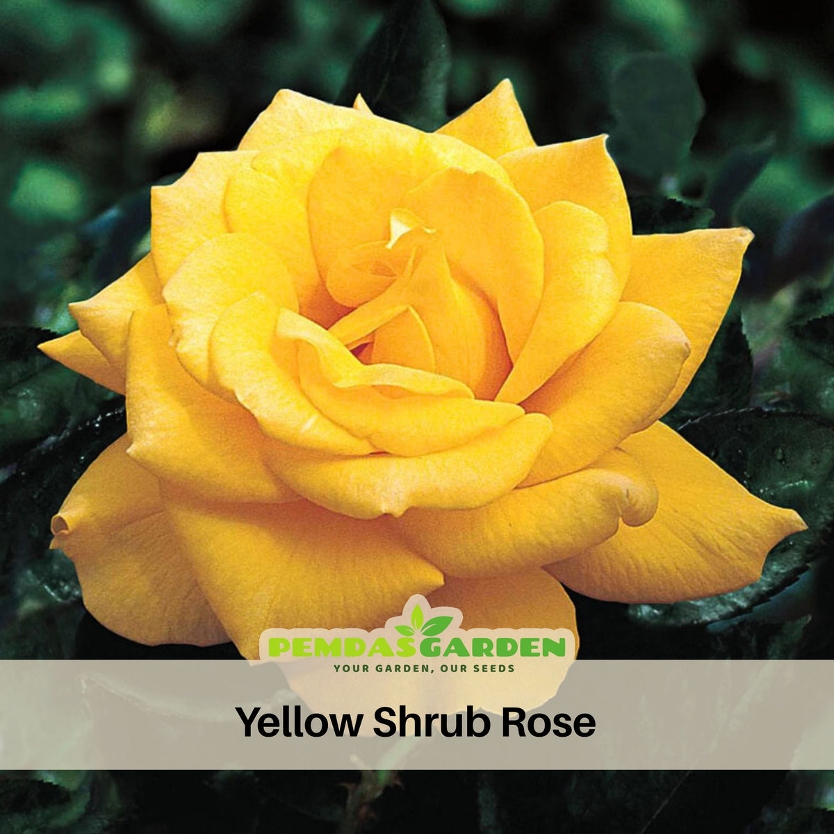Yellow Rose Seeds, 30 seeds