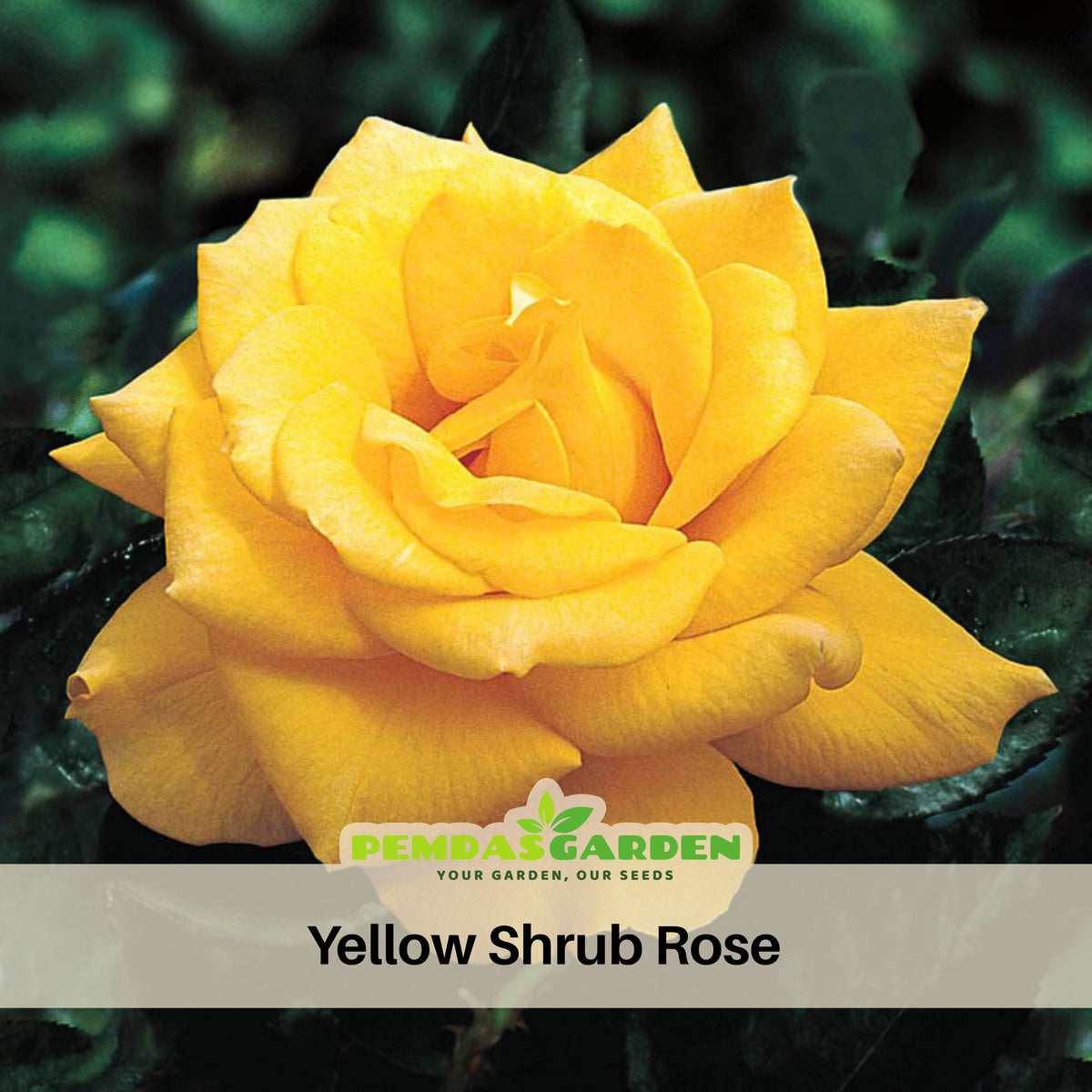 Yellow Rose Rosa Bush Shrub Perennial Flower Seeds, 30 seeds
