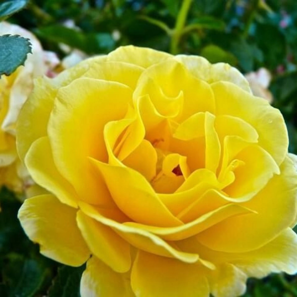 Yellow Rose Seeds, 30 seeds