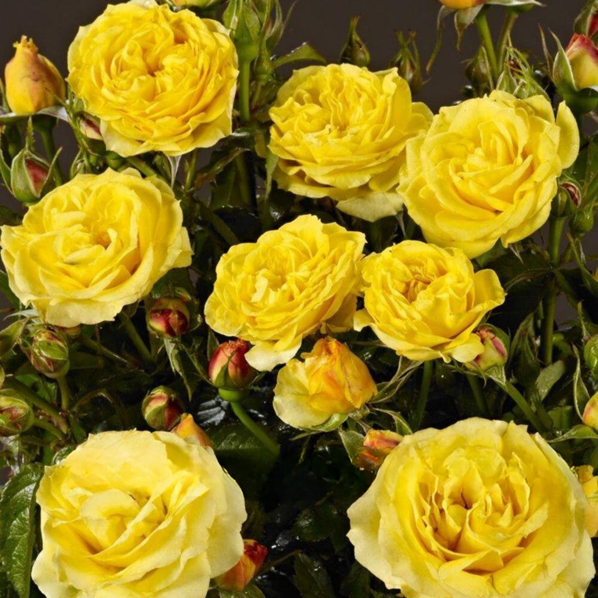 Yellow Rose Rosa Bush Shrub Perennial Flower Seeds, 30 seeds