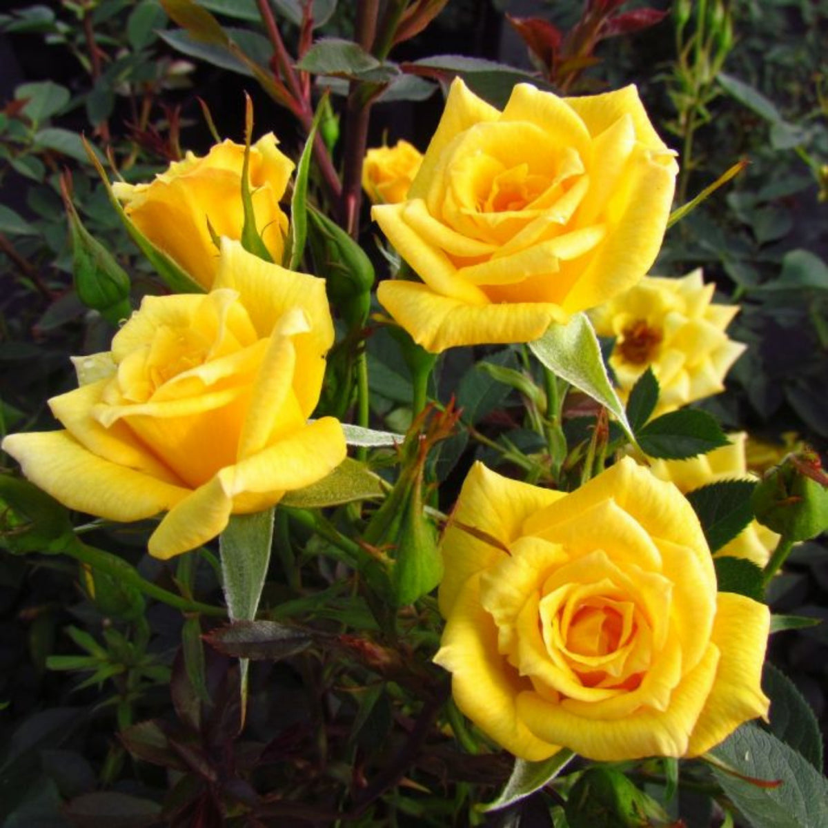 Yellow Rose Rosa Bush Shrub Perennial Flower Seeds, 30 seeds