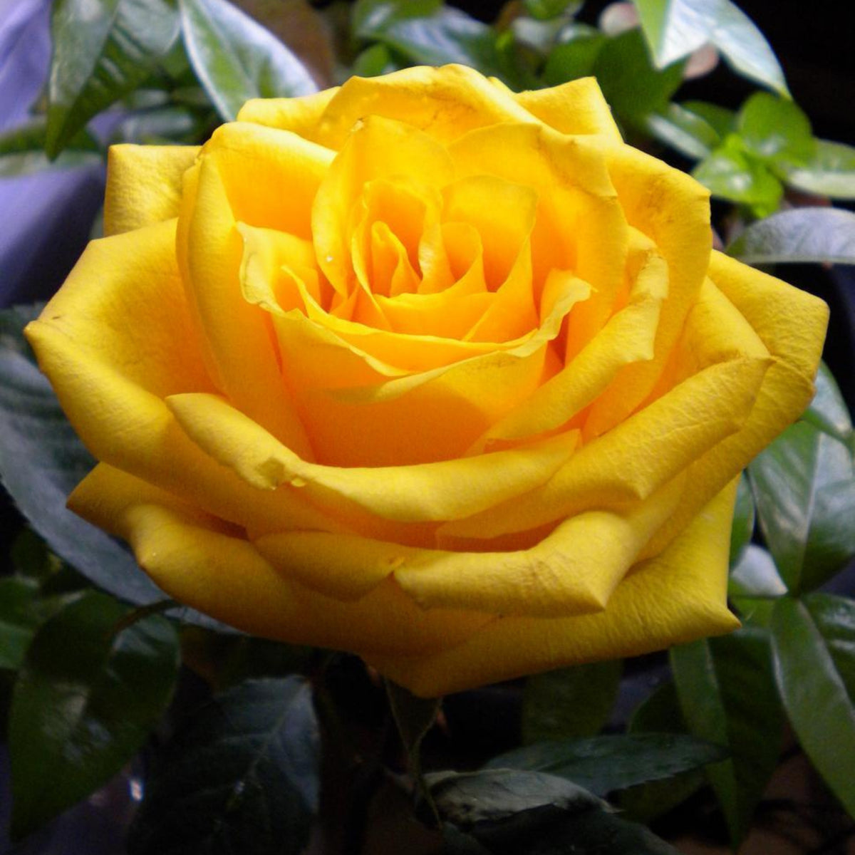 Yellow Rose Rosa Bush Shrub Perennial Flower Seeds, 30 seeds