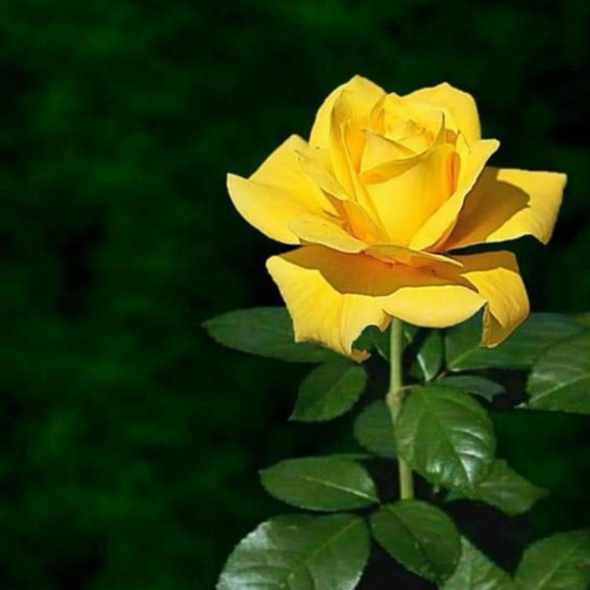 Yellow Rose Rosa Bush Shrub Perennial Flower Seeds, 30 seeds