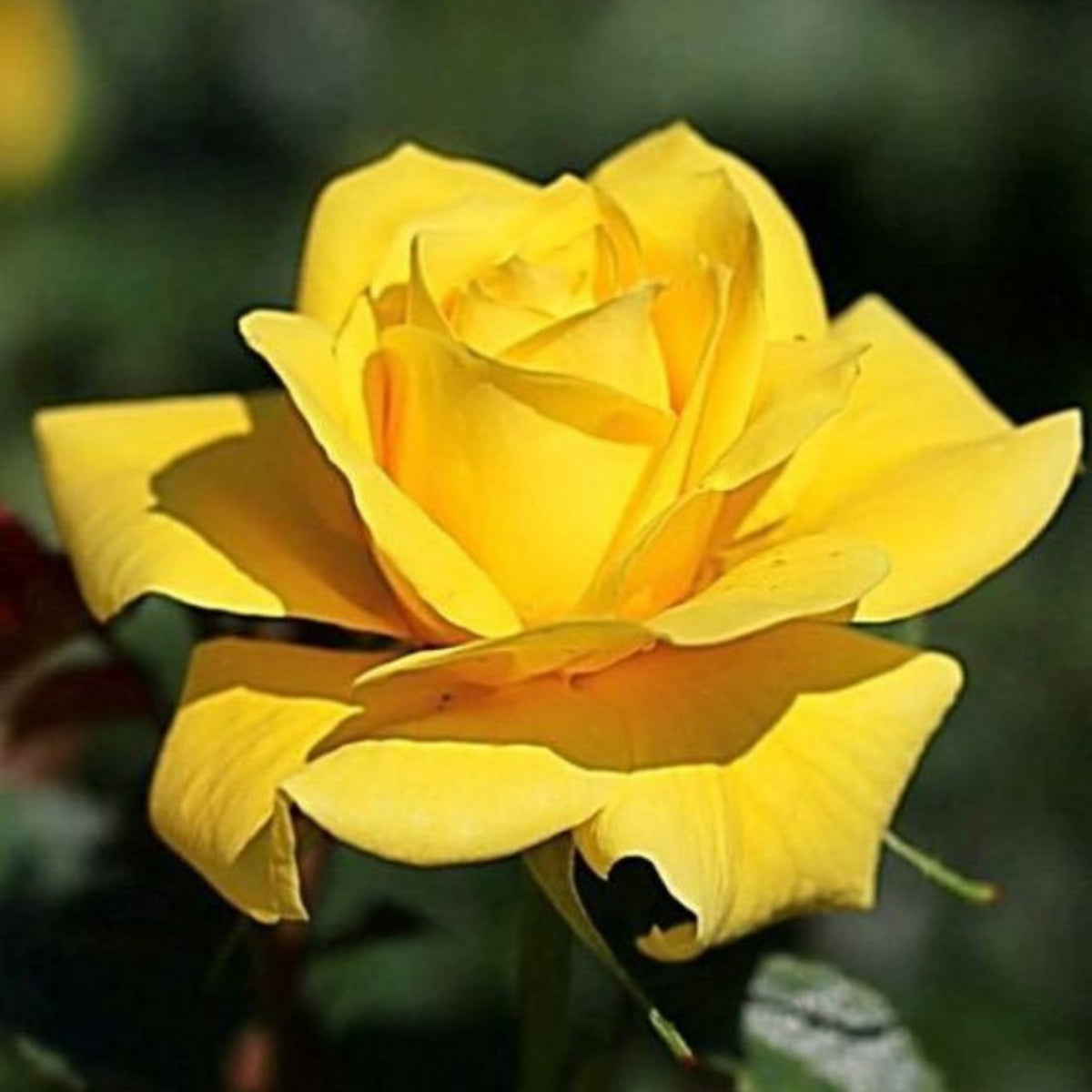 Yellow Rose Rosa Bush Shrub Perennial Flower Seeds, 30 seeds