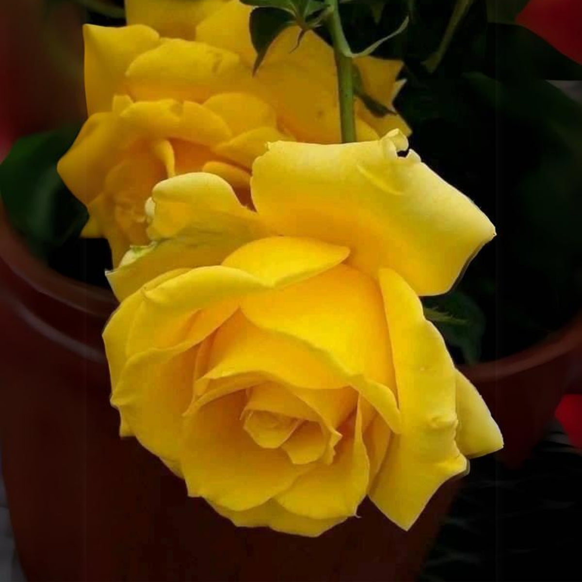 Yellow Rose Rosa Bush Shrub Perennial Flower Seeds, 30 seeds