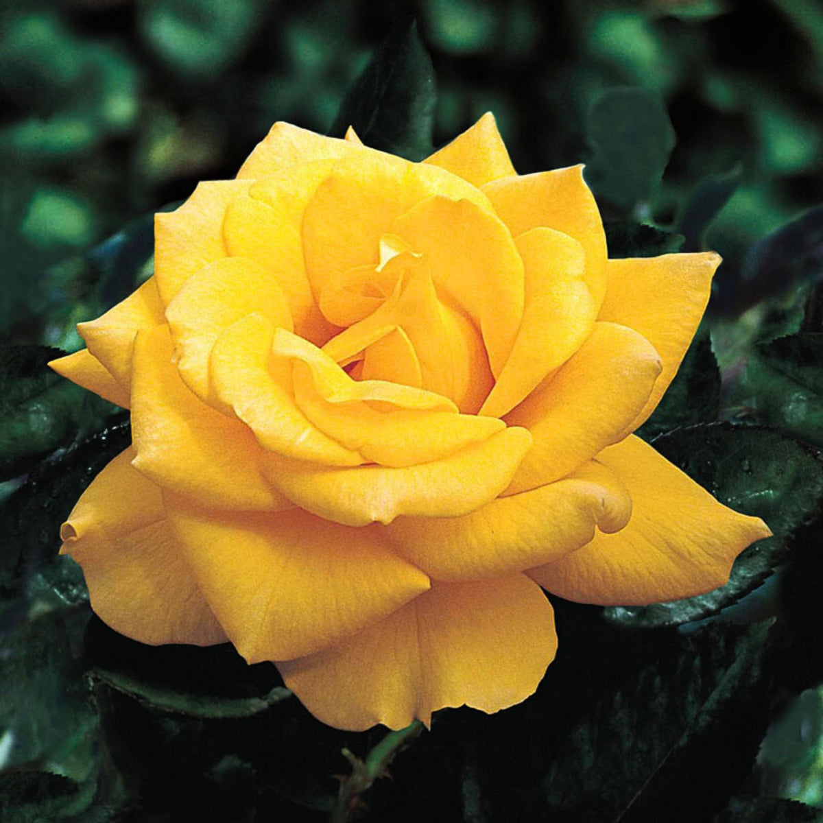 Yellow Rose Seeds, 30 seeds
