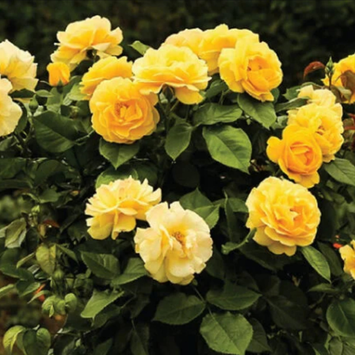 Yellow Rose Rosa Bush Shrub Perennial Flower Seeds, 30 seeds