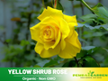 30 Seeds| Yellow Rose Seeds #1049