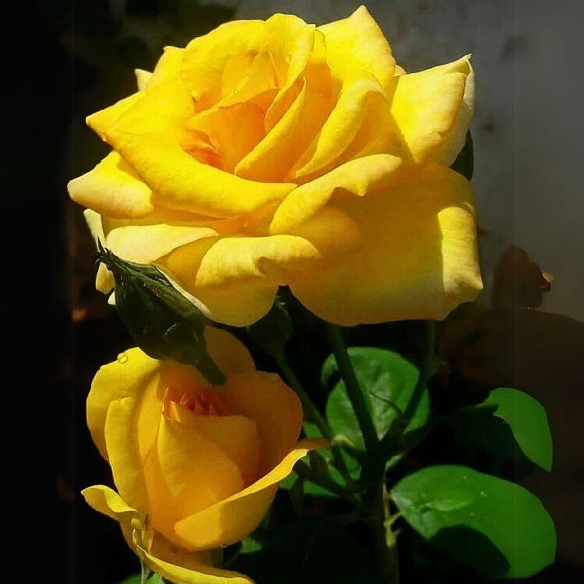 Yellow Rose Seeds, 30 seeds