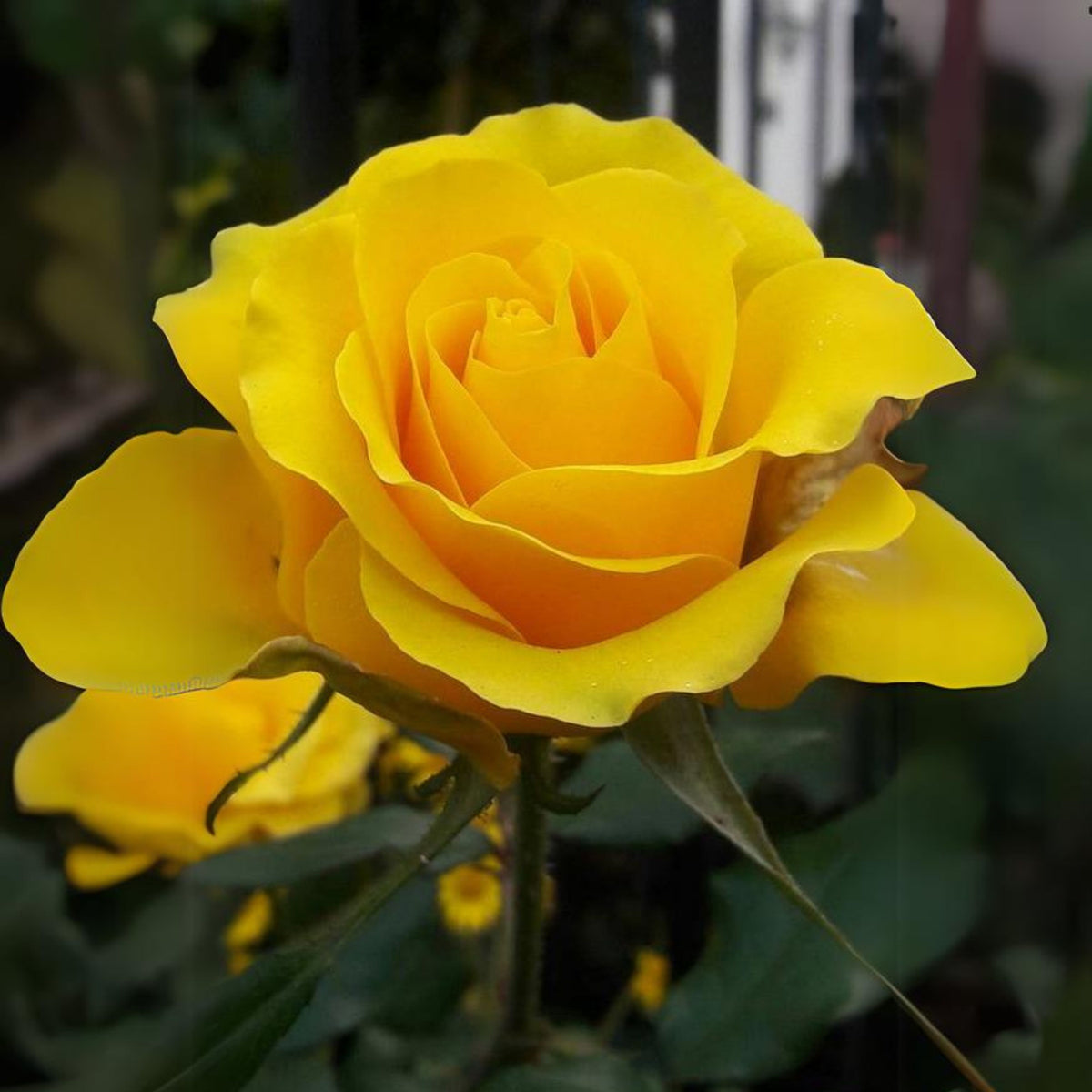 Yellow Rose Seeds, 30 seeds