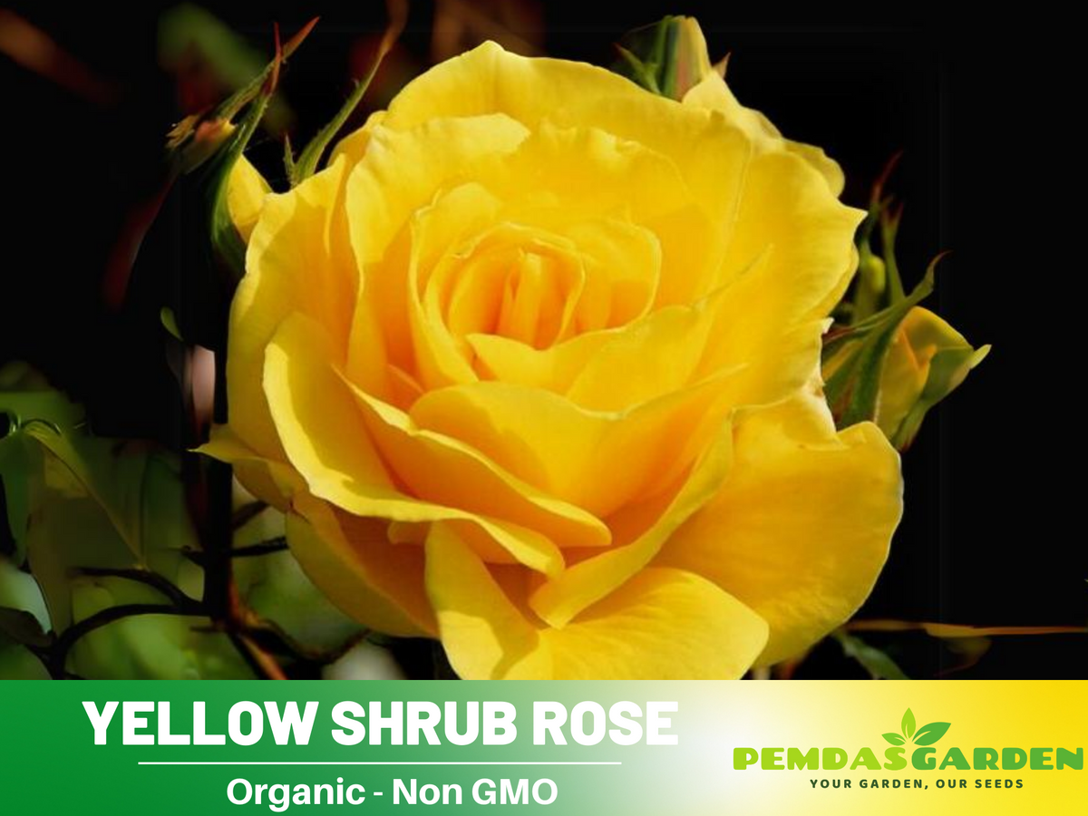 30 Seeds| Yellow Rose Seeds #1049