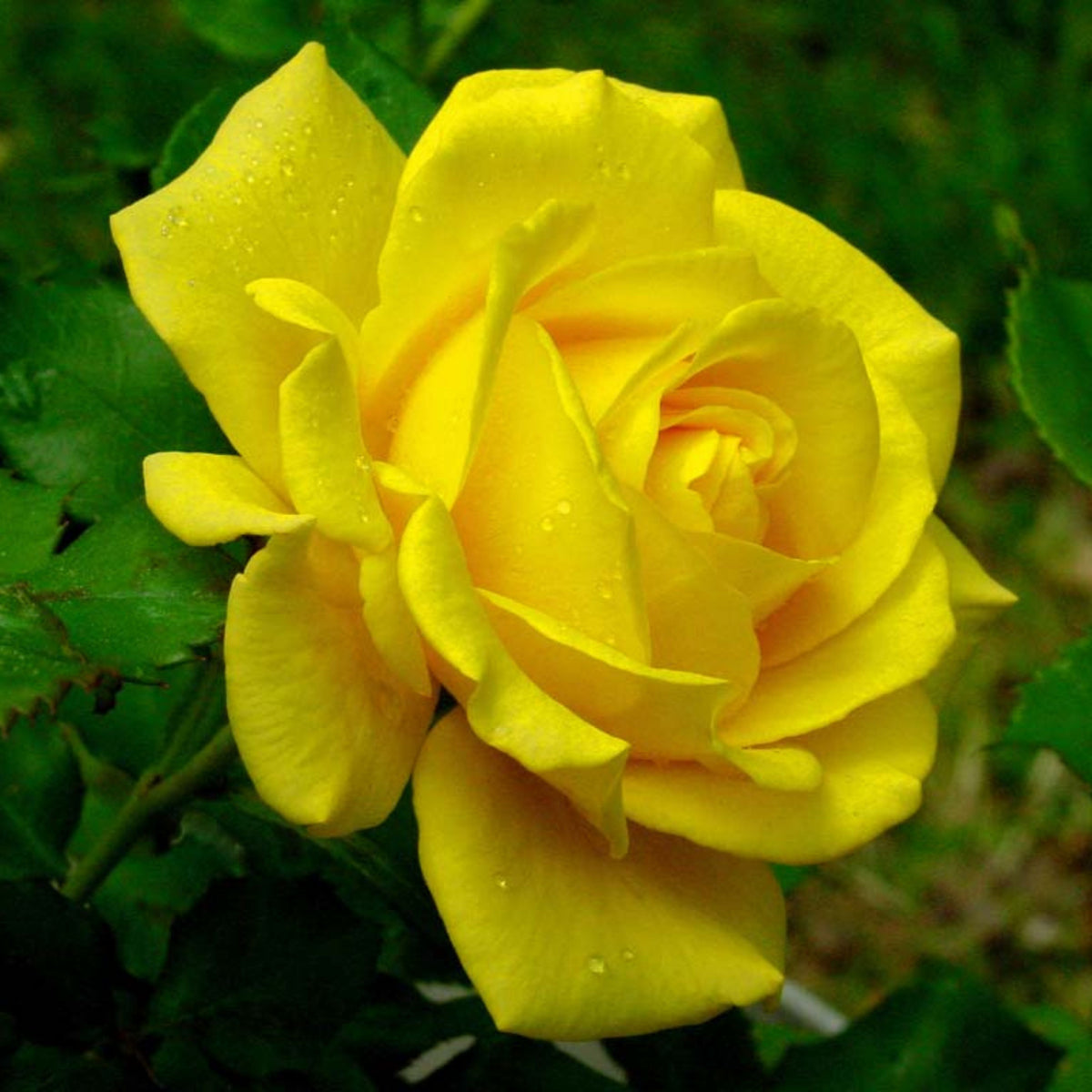Yellow Rose Seeds, 30 seeds