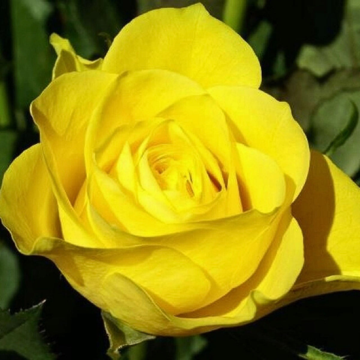 Yellow Rose Seeds, 30 seeds