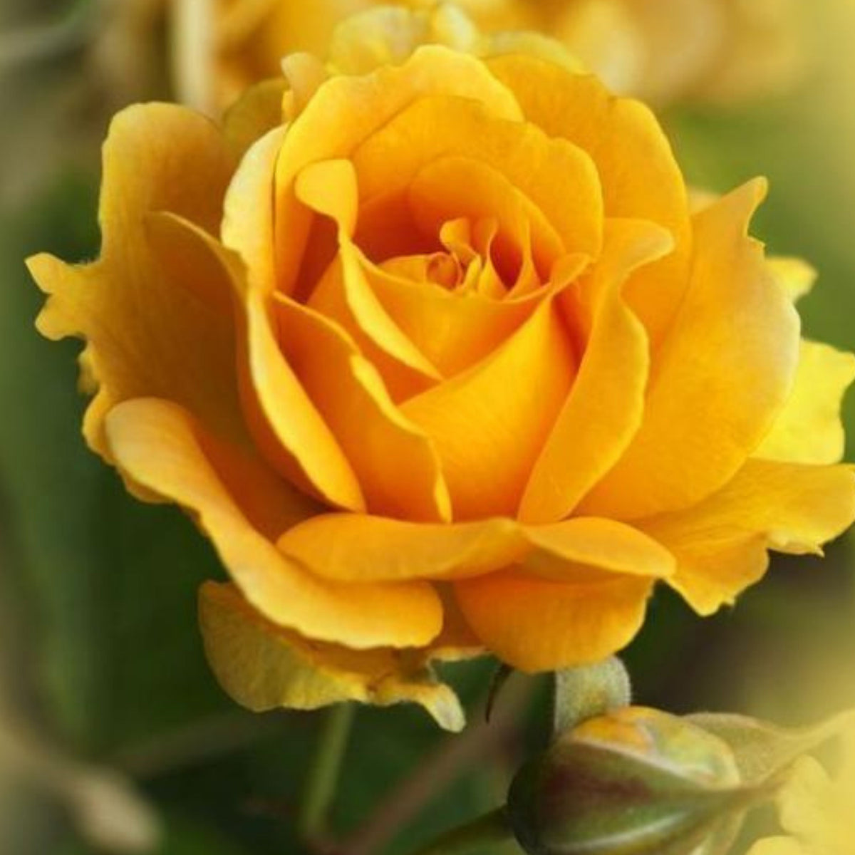 Yellow Rose Seeds, 30 seeds