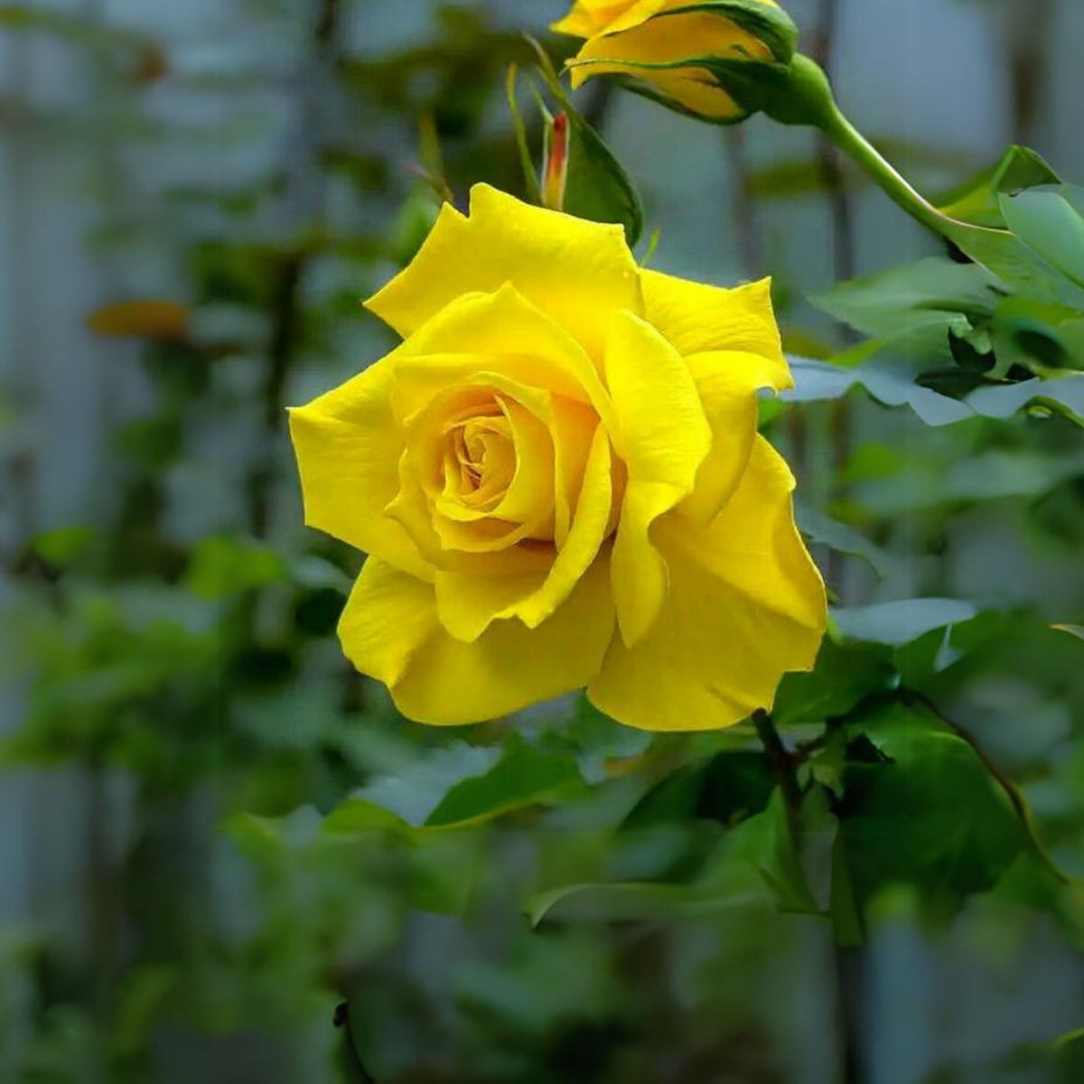 Yellow Rose Seeds, 30 seeds