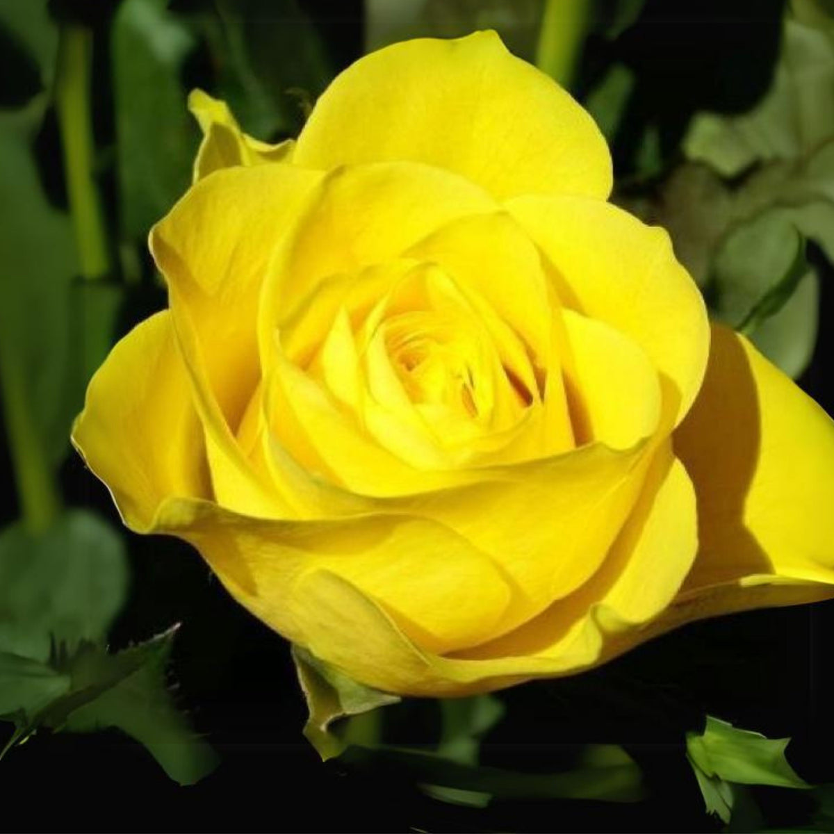 Yellow Rose Seeds, 30 seeds