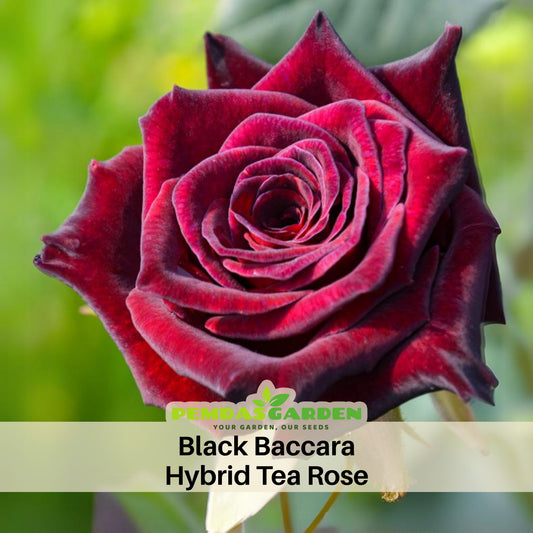 Black Baccara Hybrid Rare Rose Seeds, 30 seeds