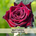 30 Rare Seeds| Black Baccara Hybrid Rare Rose Seeds #1050