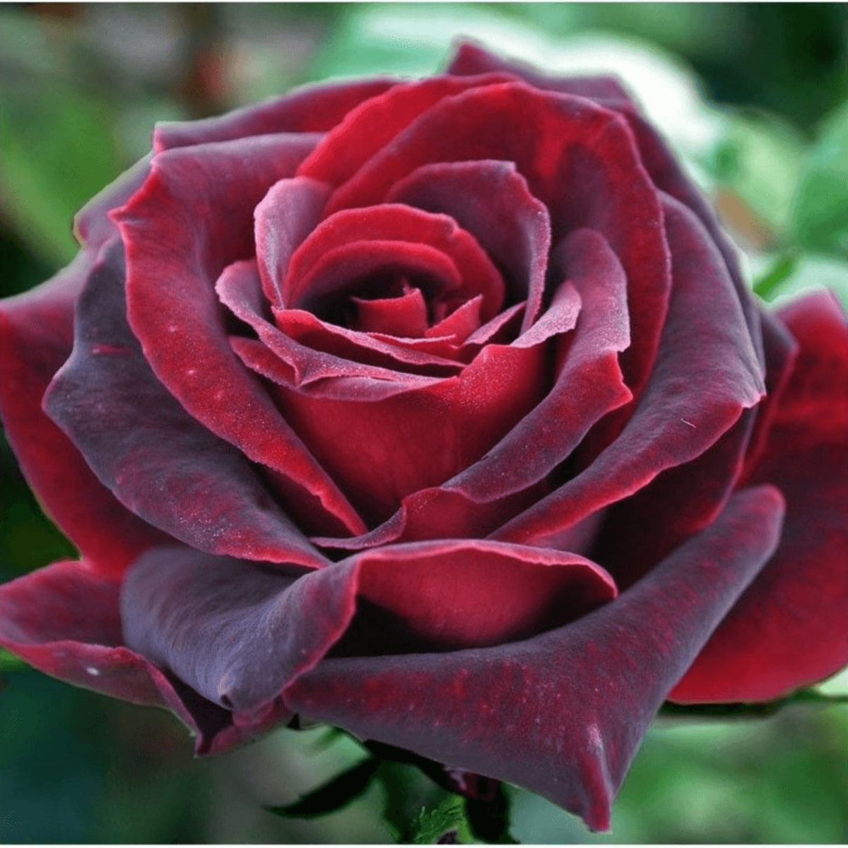 Black Baccara Hybrid Rare Rose Seeds, 30 seeds