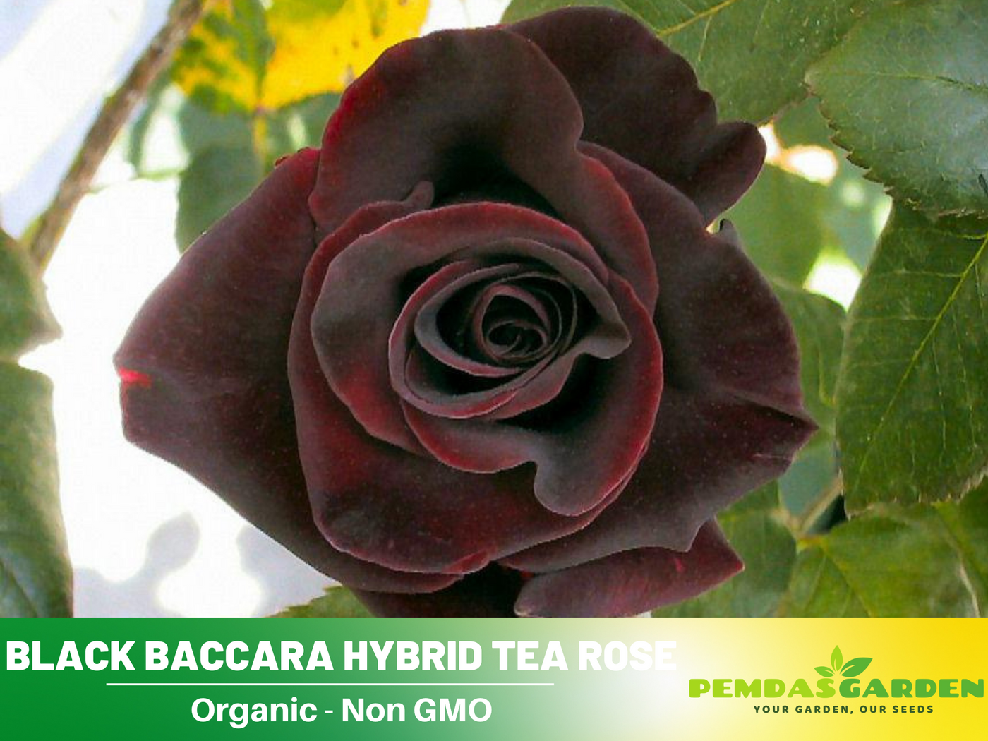 baccara rose seeds 30 Rare Seeds| Black Baccara Hybrid Rare Rose Seeds #1050 – PEMDASGARDEN