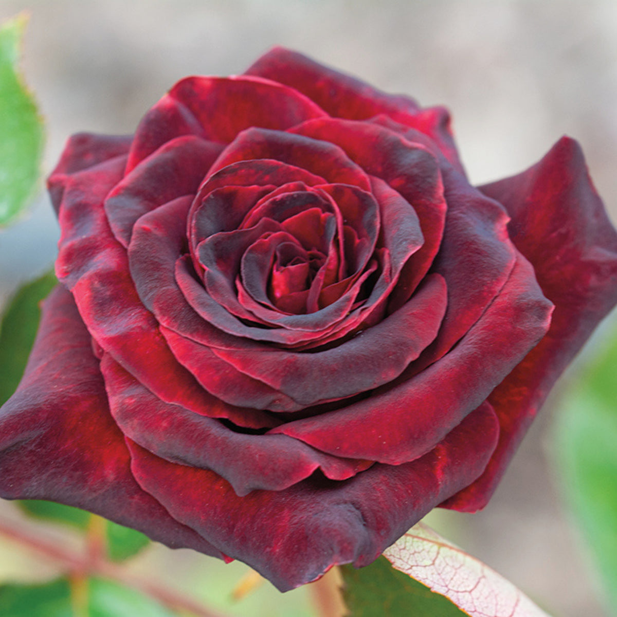 Black Baccara Hybrid Rare Rose Seeds, 30 seeds