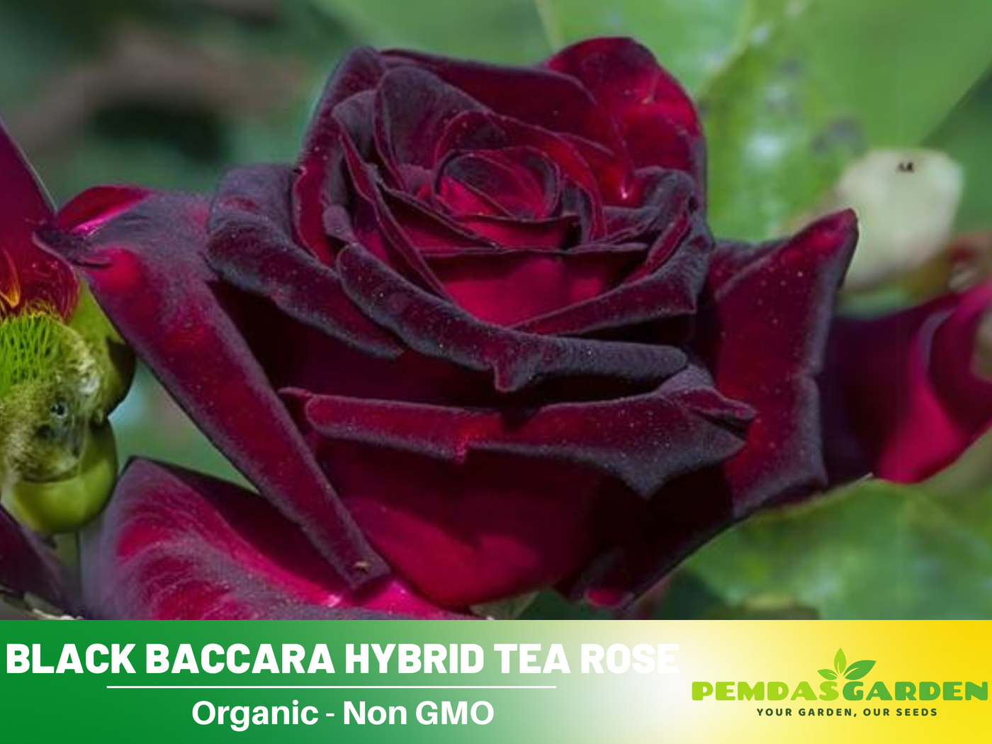 baccara rose seeds 30 Rare Seeds| Black Baccara Hybrid Rare Rose Seeds #1050 – PEMDASGARDEN