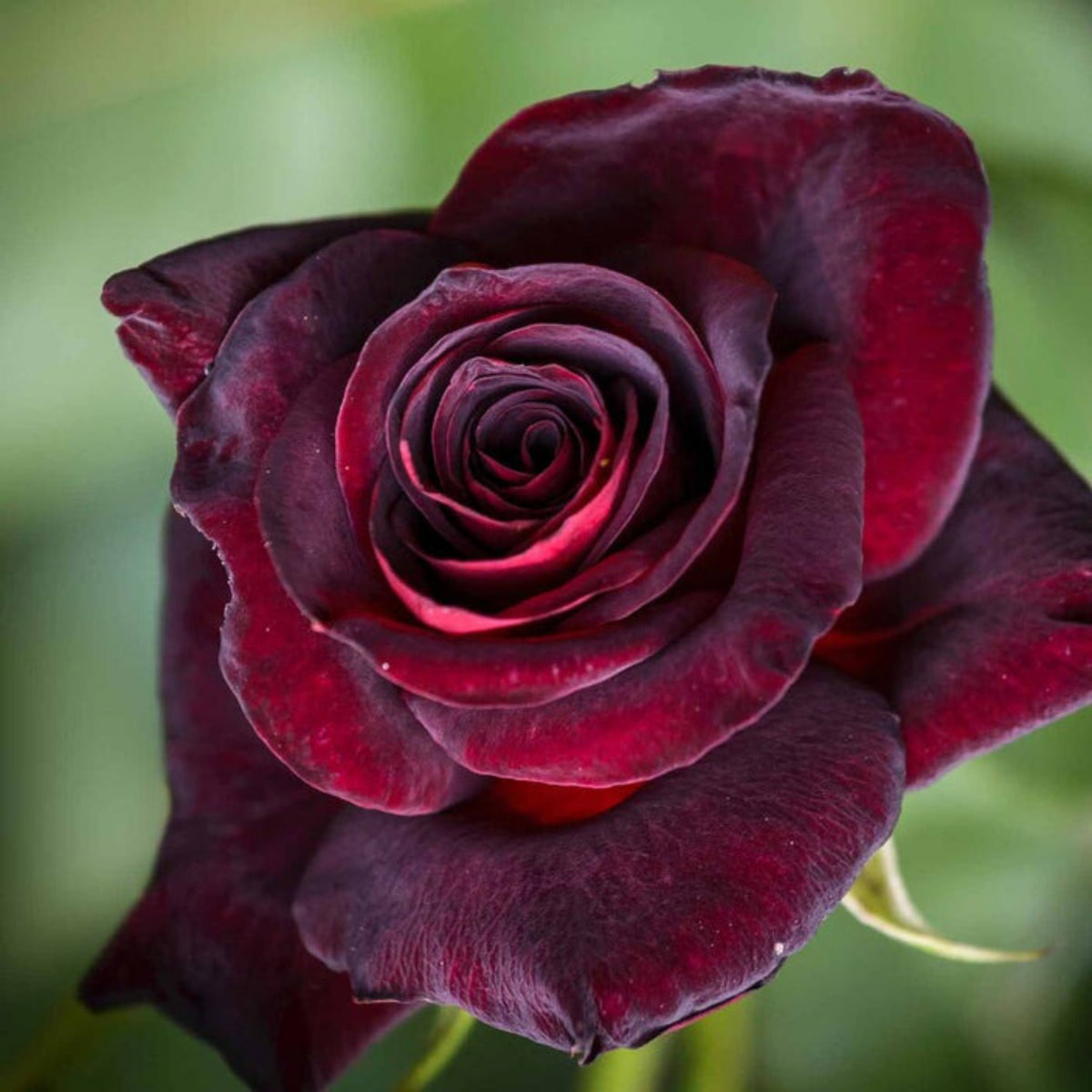 Black Baccara Hybrid Rare Rose Seeds, 30 seeds