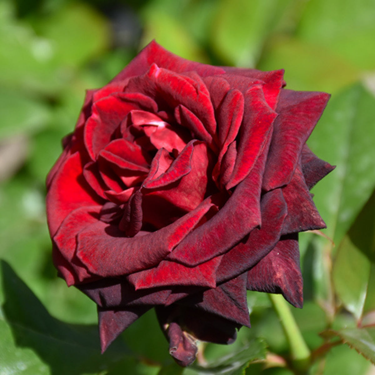 Black Baccara Hybrid Rare Rose Seeds, 30 seeds