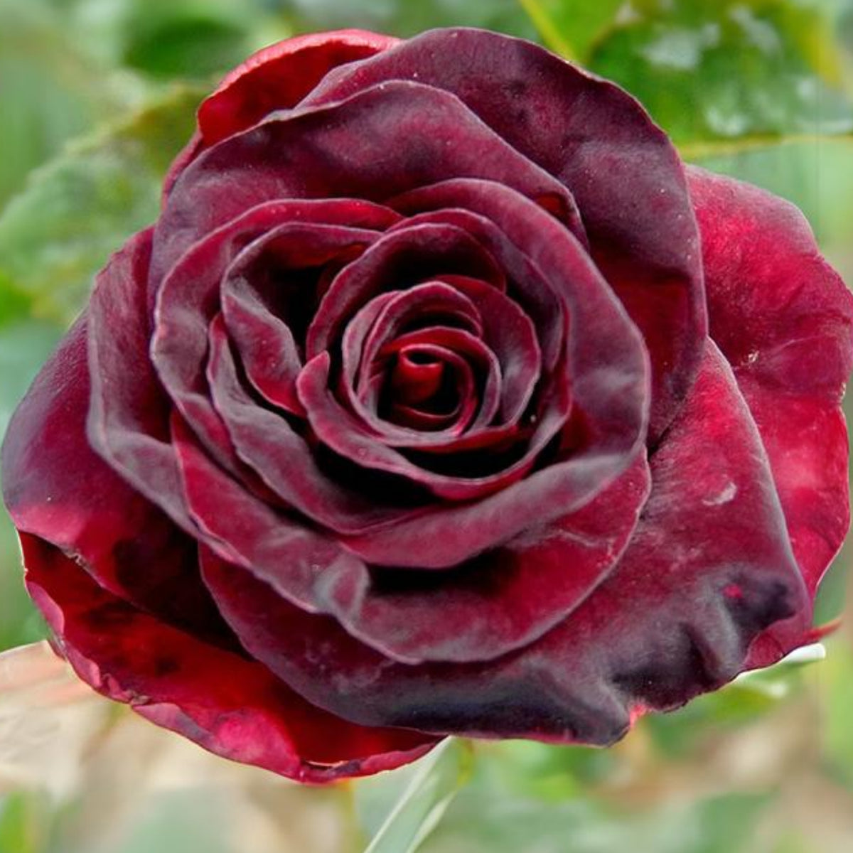Black Baccara Hybrid Rare Rose Seeds, 30 seeds