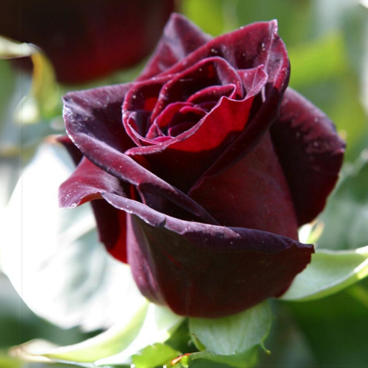 Black Baccara Hybrid Rare Rose Seeds, 30 seeds