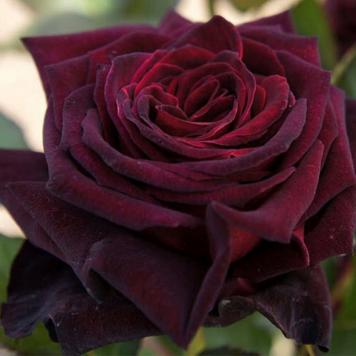 Black Baccara Hybrid Rare Rose Seeds, 30 seeds