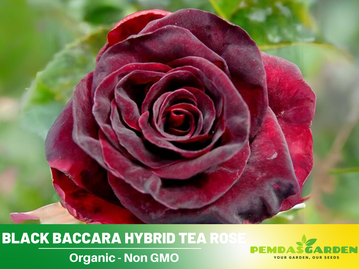 30 Rare Seeds| Black Baccara Hybrid Rare Rose Seeds #1050