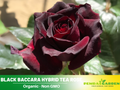 30 Rare Seeds| Black Baccara Hybrid Rare Rose Seeds #1050