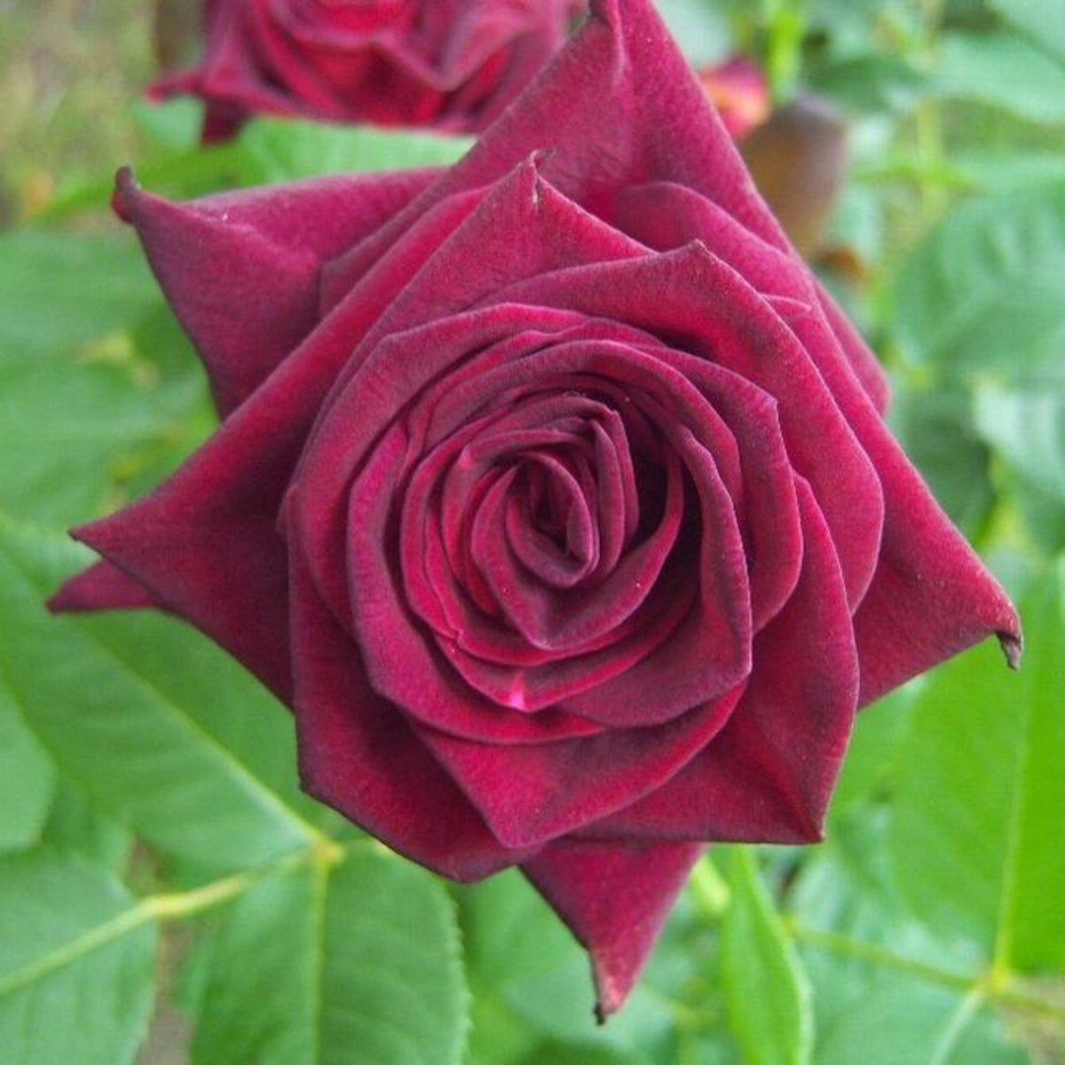 Black Baccara Hybrid Rare Rose Seeds, 30 seeds