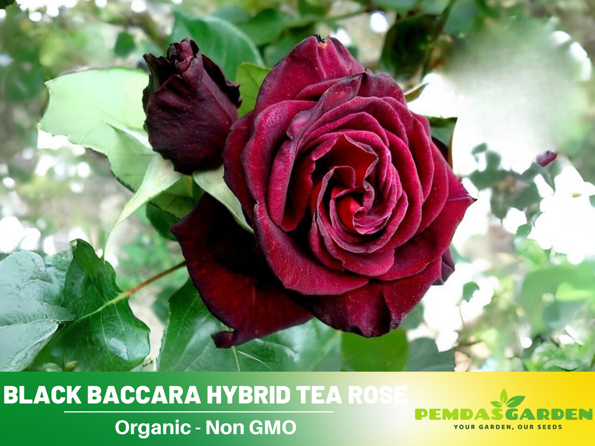 30 Rare Seeds| Black Baccara Hybrid Rare Rose Seeds #1050