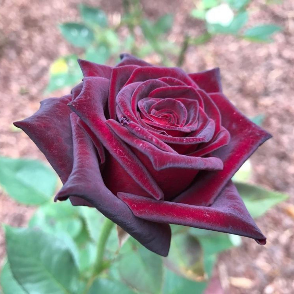 Black Baccara Hybrid Rare Rose Seeds, 30 seeds
