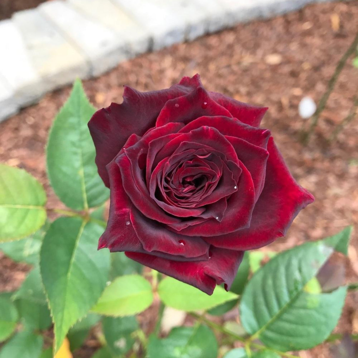 Black Baccara Hybrid Rare Rose Seeds, 30 seeds
