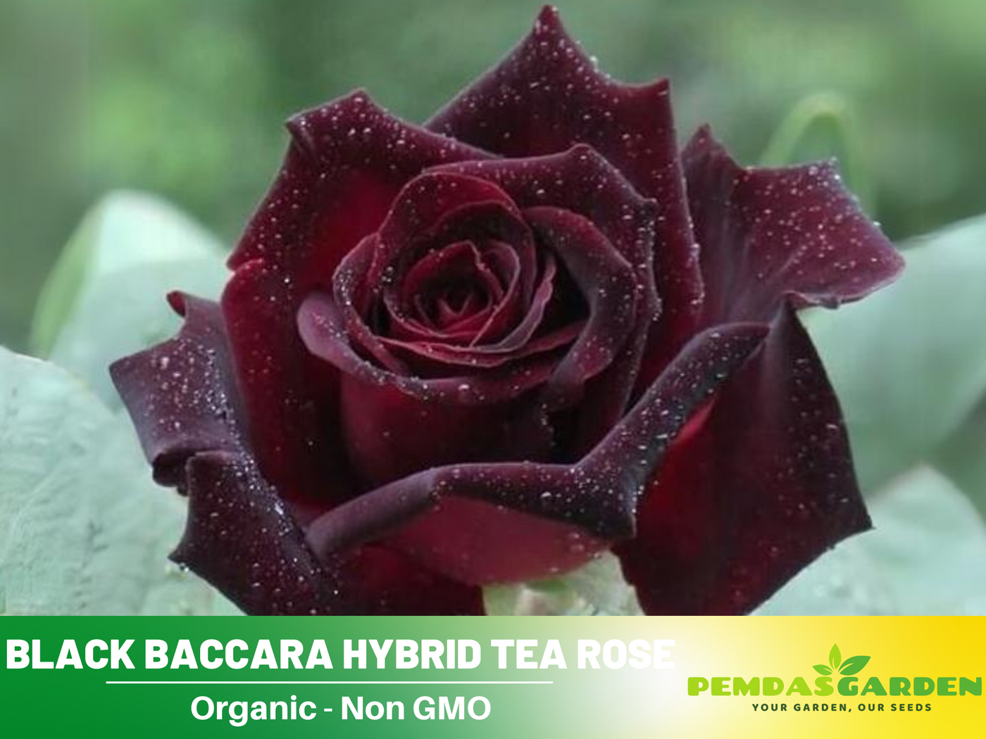 baccara rose seeds 30 Rare Seeds| Black Baccara Hybrid Rare Rose Seeds #1050