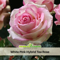 30 Seeds| Pink White roses seeds #1051