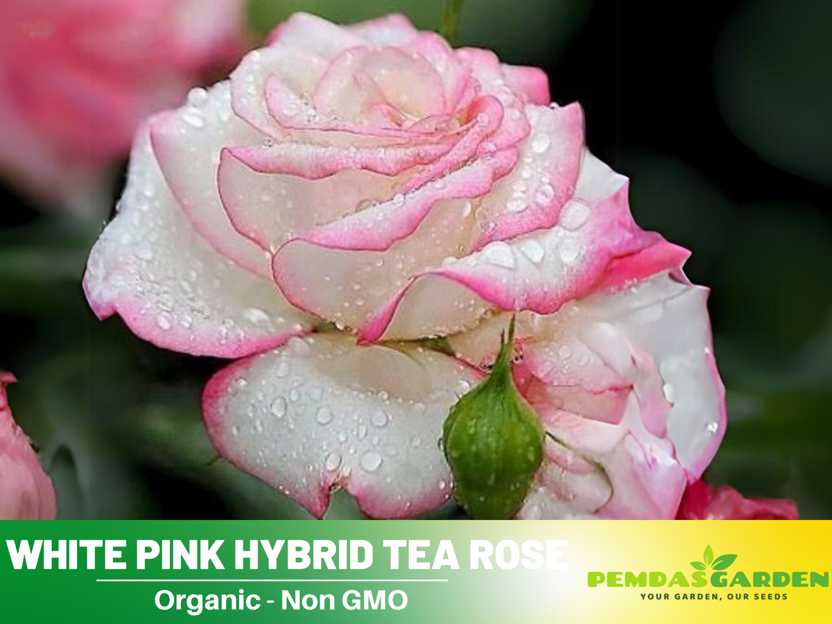 30 Seeds| Pink White roses seeds #1051