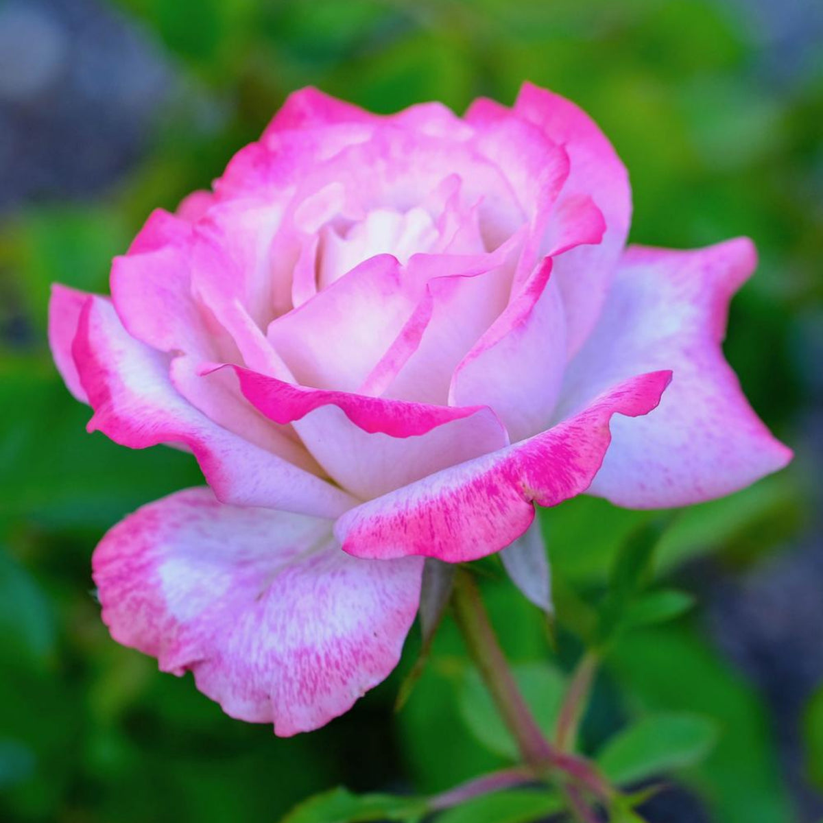 Pink White Roses Seeds, 30 seeds