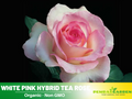 30 Seeds| Pink White roses seeds #1051