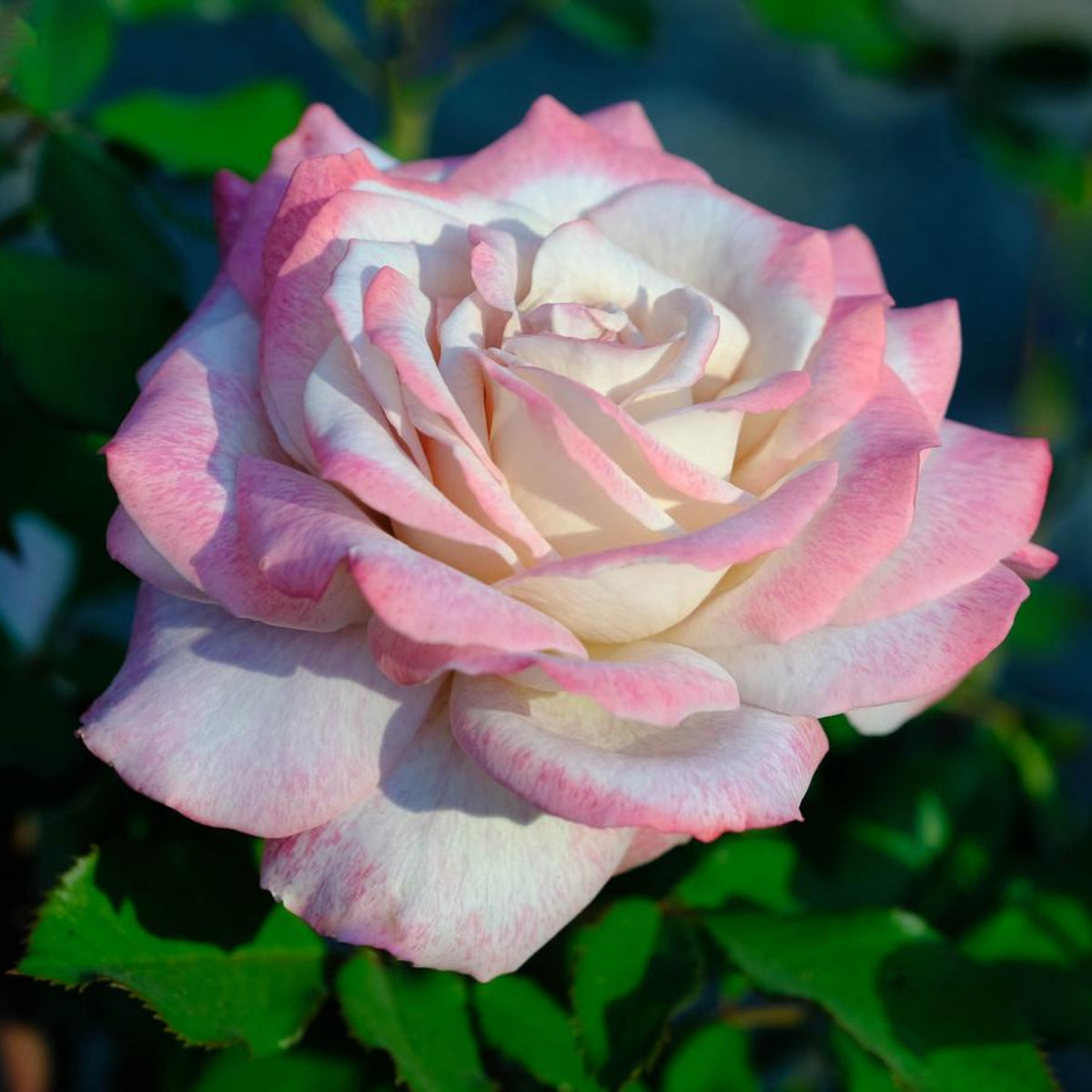Pink White Roses Seeds, 30 seeds