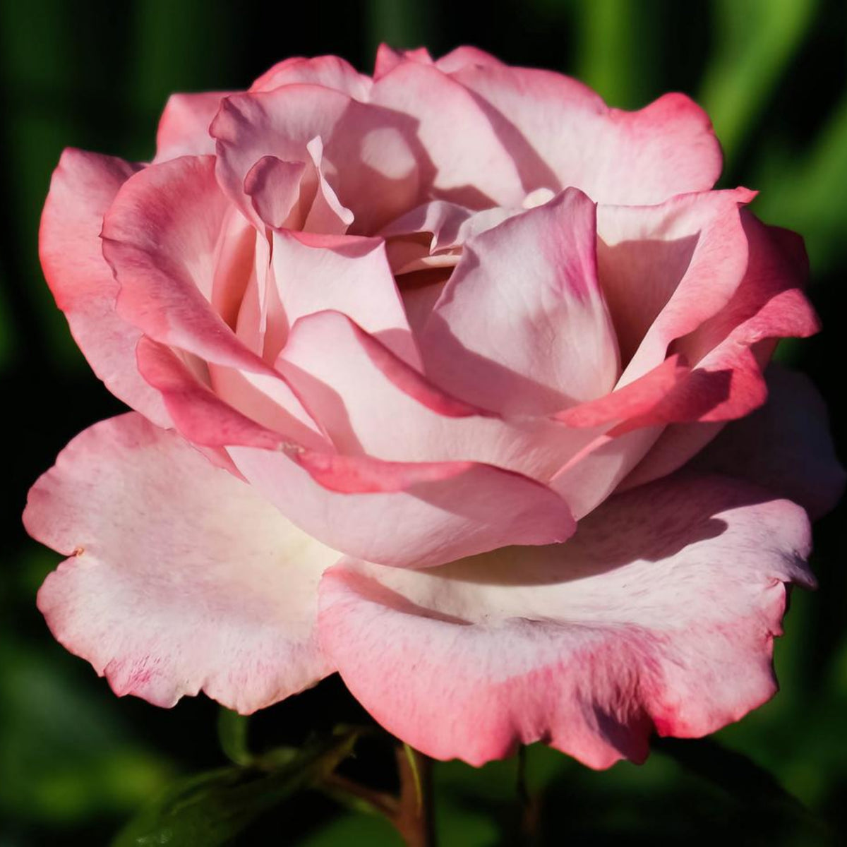 Pink White Roses Seeds, 30 seeds