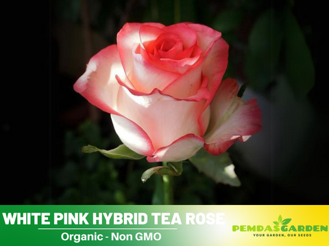 red and white rose seeds 30 Seeds| Pink White roses seeds #1051 – PEMDASGARDEN