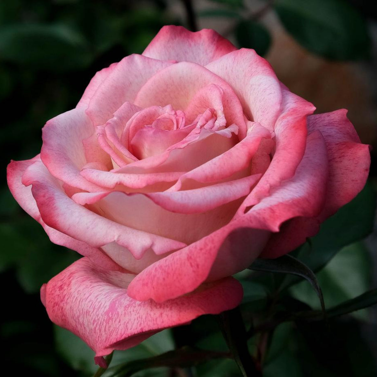 Pink White Roses Seeds, 30 seeds